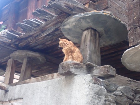 6:43　朝の散歩　ネズミ返しに猫	
	 title=