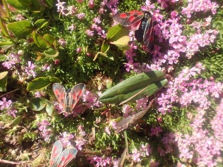 11:03　イブキジャコウソウに羽虫、虫はあまり見かけなかった