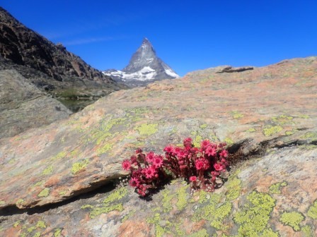 11:20　マッターホルン、地衣類、センペルビブム・アラクノイデウム