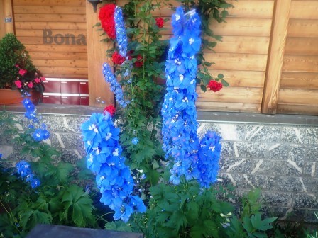 8:23　マッターホルン・グレッシャ・パラダイス麓駅へ行く途中で、街角のデルフィニウムかな・・・