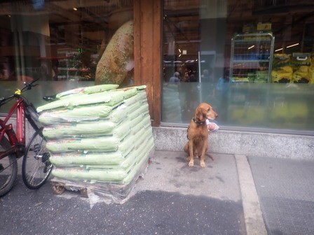 13:40　街中散歩　スーパーの前で待つ犬と後ろに置かれた赤ちゃんの人形