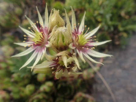 12:03　センペルビウムかな・・・、美しい