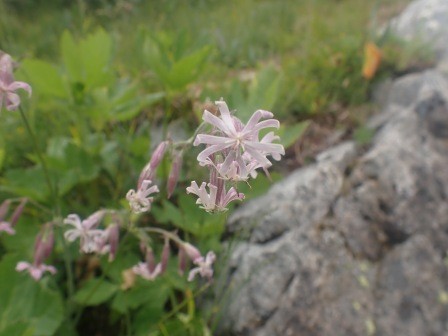 12:03　花の名、同定できず