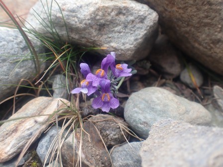 12:18　Alpen-Leinkraut