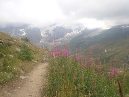 12:56　ヤナギランの群落