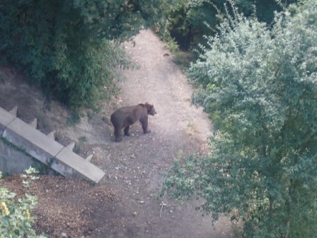 13:36　アーレ川沿いにある熊公園、ベルンの名の由来は熊との説もあるとのこと