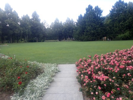 13:50　バラ園の芝生