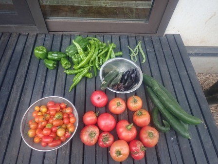 7月23日（水）　帰宅時の収穫、庭はトマトが伸び放題でジャングル状態になっていた