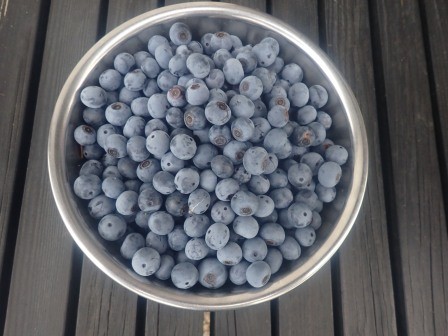 7月23日（水）　帰宅時の収穫、ブルーベリーは今も2日に1回収穫して、小さいボール一杯で500g位
