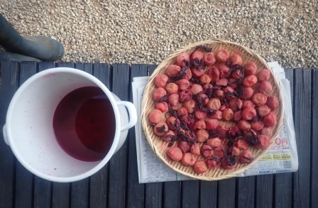 7月28日（月）　上さんが6月29日に漬けた梅干しの天日干し、3日間位するようだ、梅干しになっていた	
	 title=