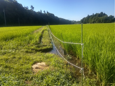 7月31日（木）朝の6時半から1時間半程、田の東側の畔の草刈り、半分ほど終了、後は後日