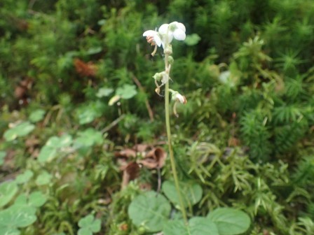 8:51　ところどこらにイチヤクソウ