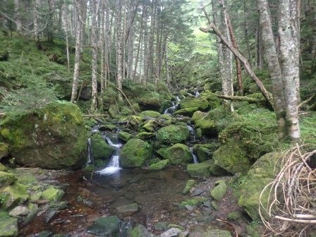 9:54　苔むした沢とシラビソの森