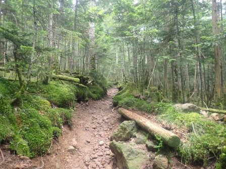 11:12　山道、苔、シラビソ