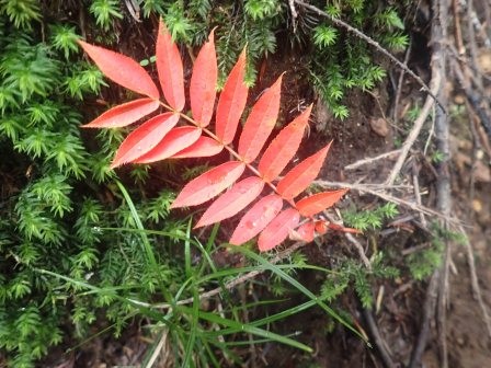 11:14　杉苔にナナカマドの落葉