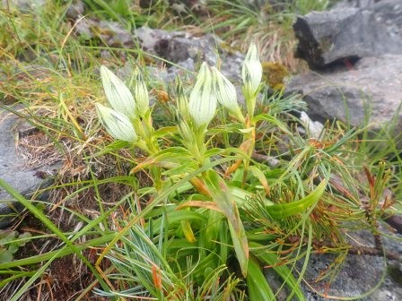 12:13　トウヤクリンドウ