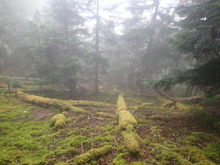 7:21　苔の森、まさに日本の森