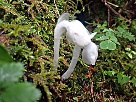 7:49　所々に銀竜草