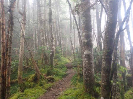 8:36　硫黄岳方面に寄道、霧の中、苔むしたシラビソの森を行く