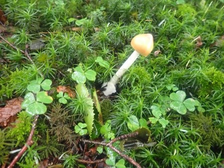 8:39　杉苔にミヤマカタバミと矢印の様に傾いた茸