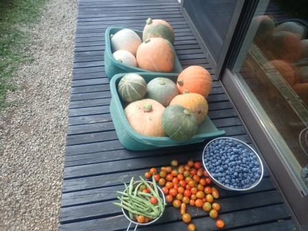 残り半分の南瓜を全て収穫、菜園に繁茂していた蔓を撤収