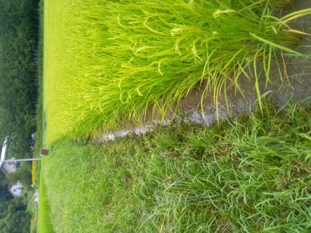 田の際の水の中の草刈り