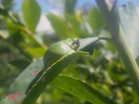 ブルーベリーに大好きな雨蛙