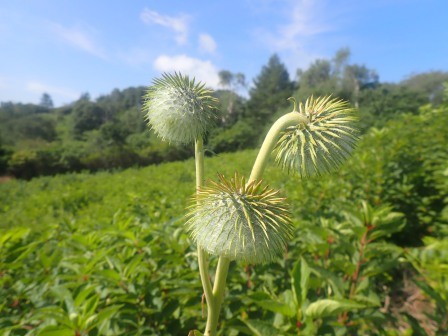 9:05　ハバヤマボクチ