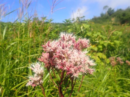 9:07　ヨツバヒヨドリ