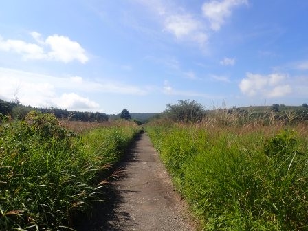 9:46　周回・車山分岐を過ぎると、木道は終わり、しばし湿原を少し離れた周回路となる