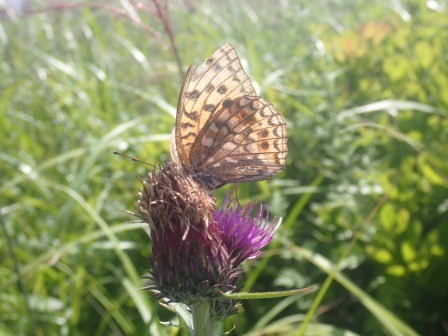 9:52　アザミにヒョウモンチョウ、そこかしこにヒョウモンチョウ、アサギマダラは一頭目撃