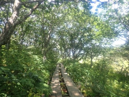 10:11　周回路の最後の方も木道となる