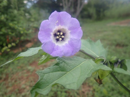 青花鬼灯、今季初めて載ったのは6月10日なので3ヶ月以上咲いている