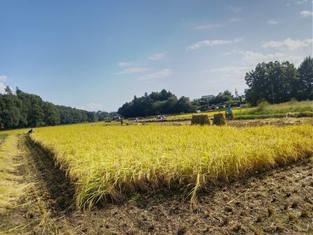 9月16日（火）稲刈り