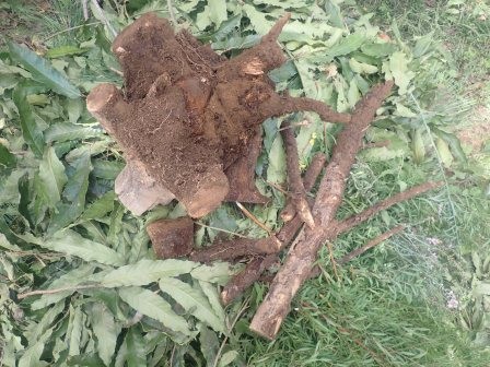 8年ほど前に枯れた林檎の木の抜根