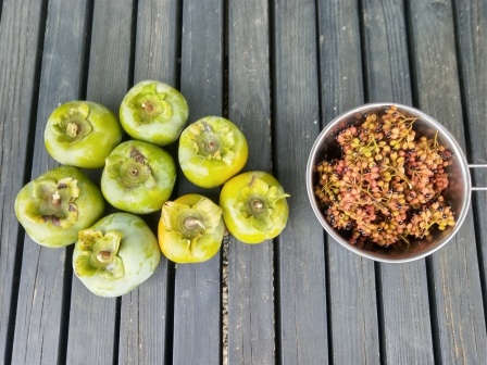 剪定枝から採った緑の柿と黒い種が弾けそうな橙の実山椒