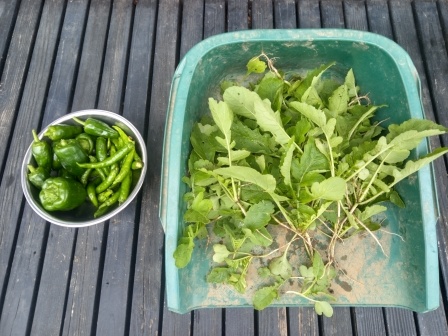 ピーマンと甘長の収穫と青首大根の間引き菜