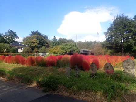 箒の材料になる近所のコキアの紅葉