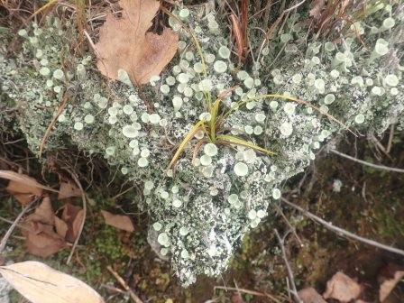 9:31　地衣類だと思うのだが・・・	
	 title=