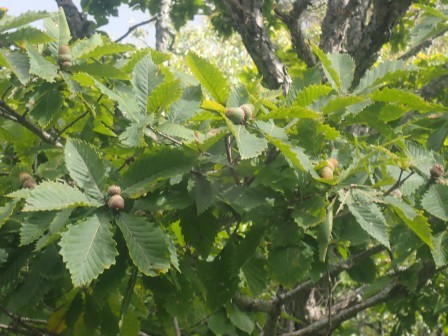9:35　ミズナラのドングリ