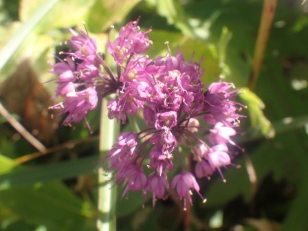 10:11　ヤマラッキョウ