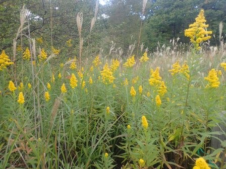 10:19　セイタカアワダチソウ