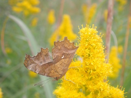 10:20　キタテハ