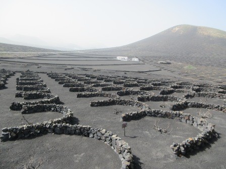 12:42　ワイナリー、一本の苗が風除けなのか、溶岩石で囲まれて育てられていた