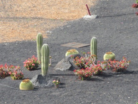 14:49　船よりの眺望、サボテンの植栽