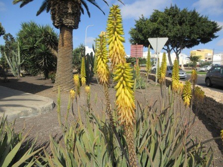 10:45　街の散策　アロエベラ