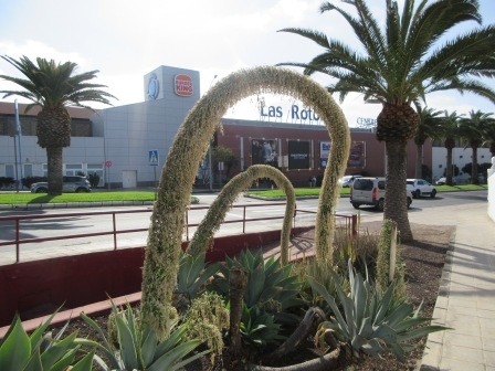 10:46　街の散策　アガぺ・アテヌアーク　花期に来ていたらもっと面白かったかも・・・