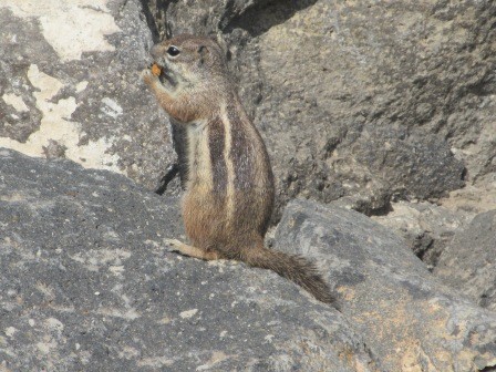 11:07　街の散策　浜辺の岩にリス