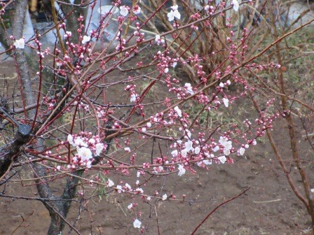 2月28日（土）　梅の開花、例年より2週間ほど早いかな・・・