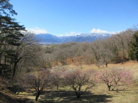 3月4日（水）　敷島総合公園　梅見　１